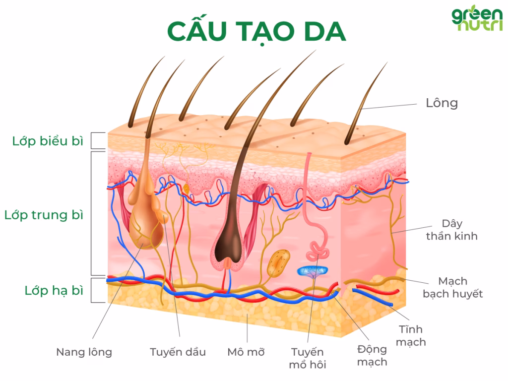 cách làm da mặt căng bóng