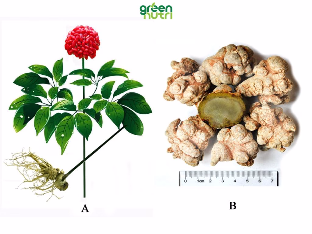 cách uống tam thất